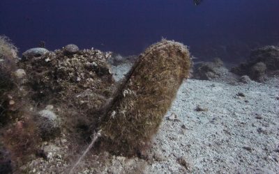 Hope for the Survival of the Mediterranean Fan Mussel in Greek Seas