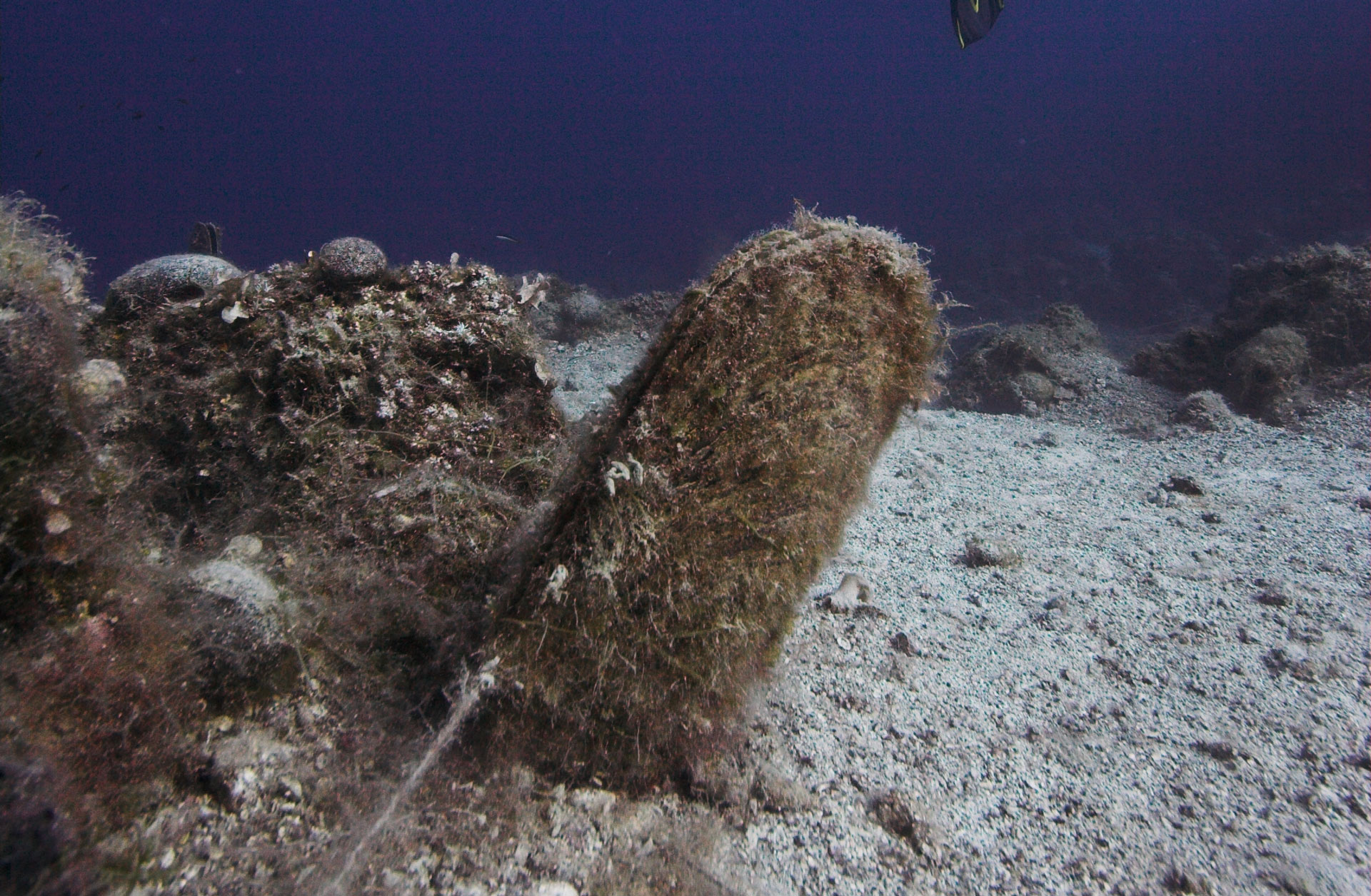 Pinna nobilis Greece