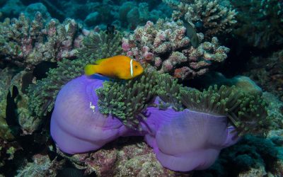 Thailand Restricts Underwater Cameras for Inexperienced Divers