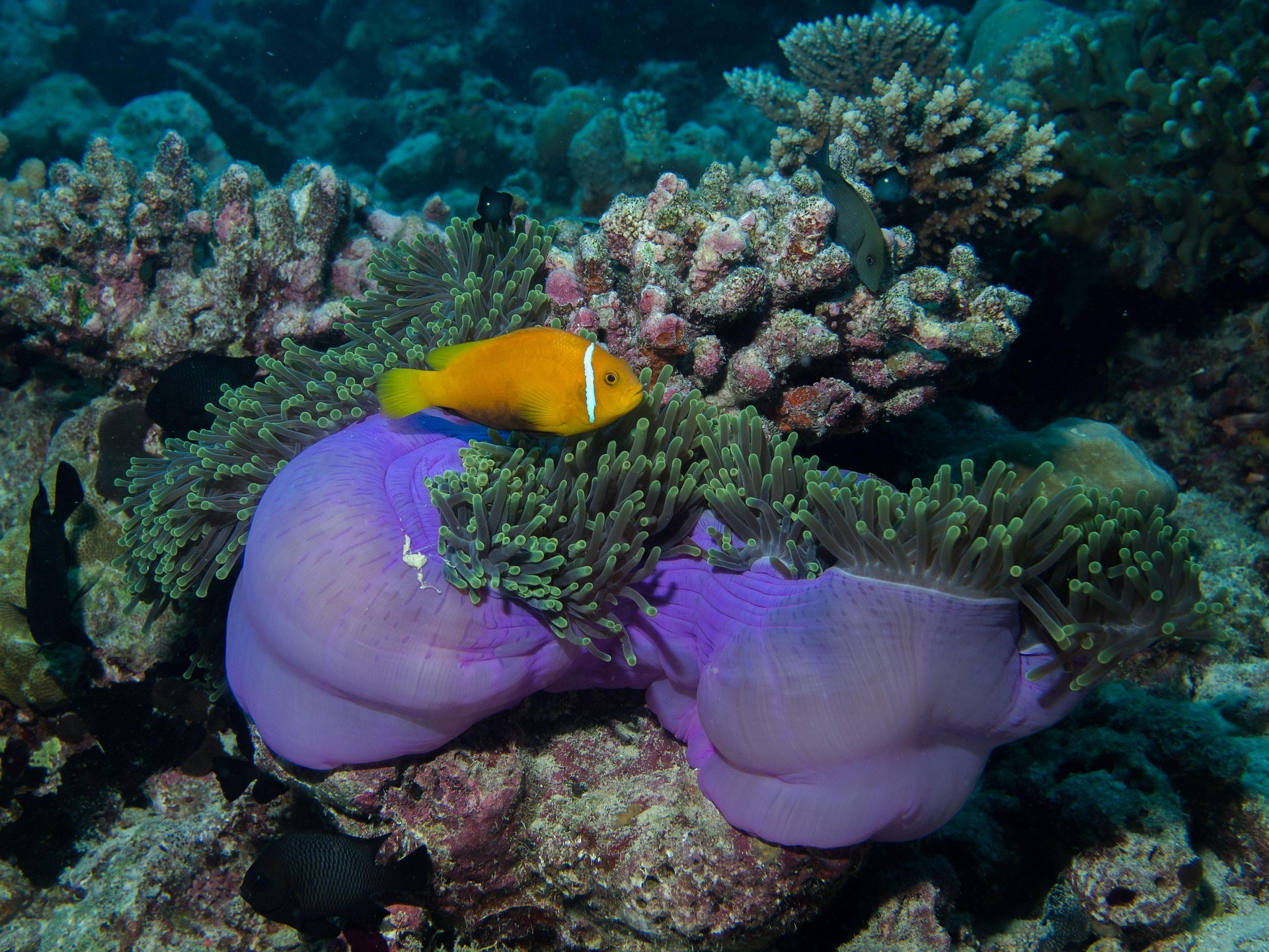 Thailand underwater camera ban