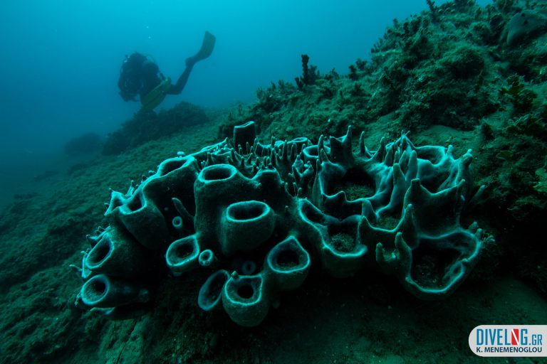 Nireas (Plakes) Dive Site