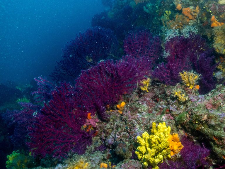 agia vasso vathy dive pelion,