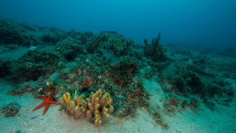 Paou DIve Site, Pelion