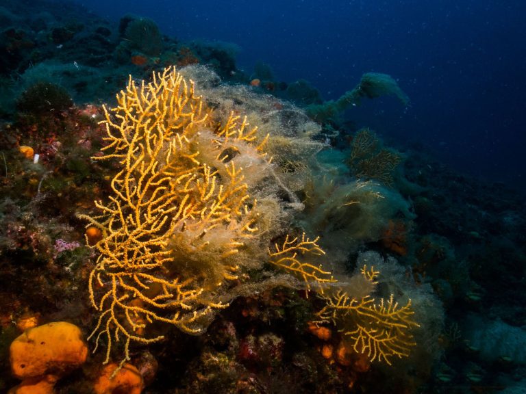 Mandri Dive Site, Pelion