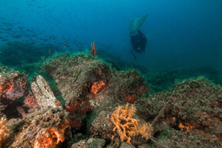 paradisos dive site