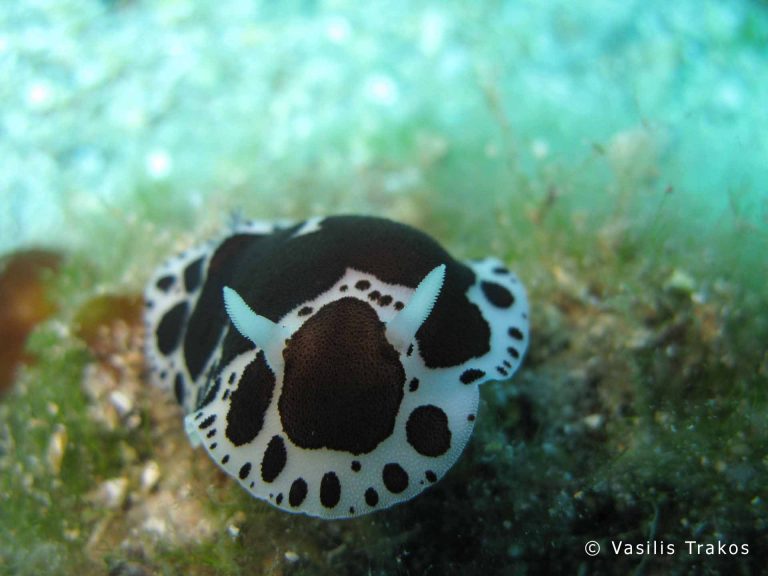 Kavos Dive, Skyros