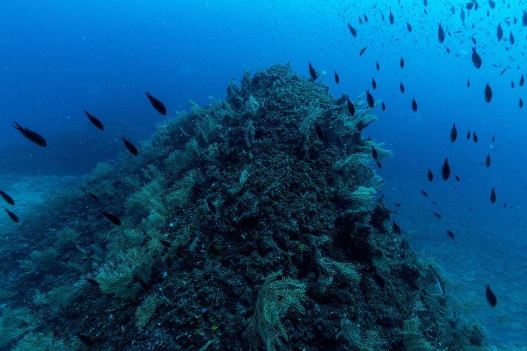 Lefteris Reef - Gorgonians