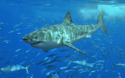 Great White Shark Filmed in the Mediterranean: Fear Less, Respect More
