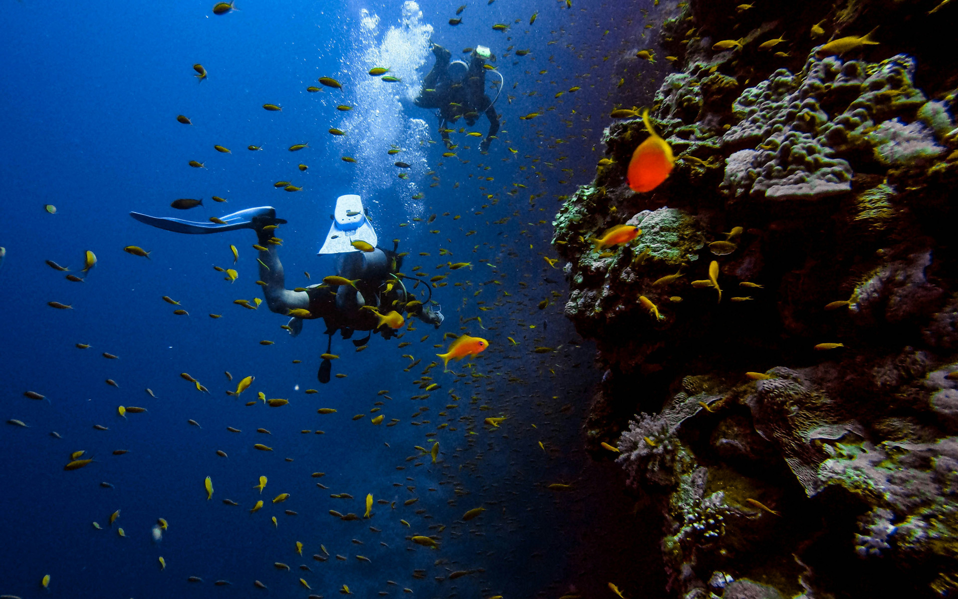 Malaysian diver dies