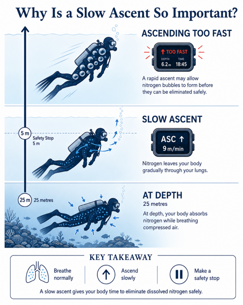 slow ascent scuba diving