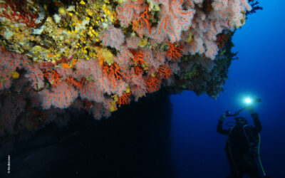 Italian Divers Linked to €800,000 Coral-Smuggling Operation off Skopelos, Greece