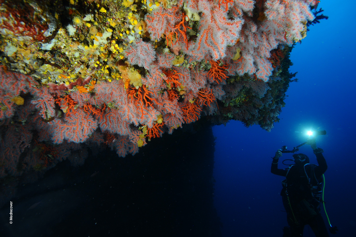 Italian Divers Linked to €800,000 Coral-Smuggling Operation off Skopelos, Greece